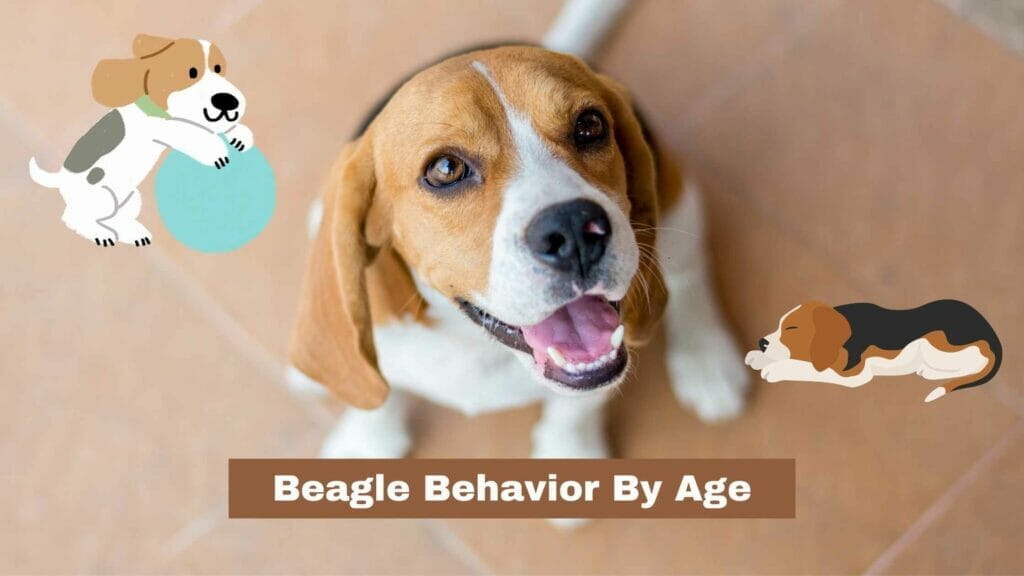 Photo of a good behavior Beagle looking at its owner. Beagle Behavior By Age
