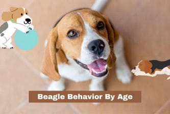 Beagle Behavior By Age