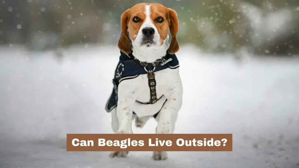 Photo of a Beagle running in the snow. Can Beagles Live Outside?