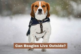 Can Beagles Live Outside
