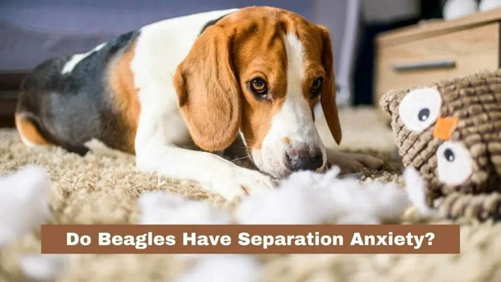Photo of a Beagle with separation anxiety and its destroyed toy. Do Beagles Have Separation Anxiety?