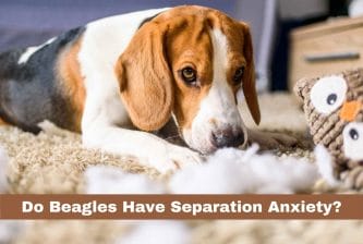 Do Beagles Have Separation Anxiety?