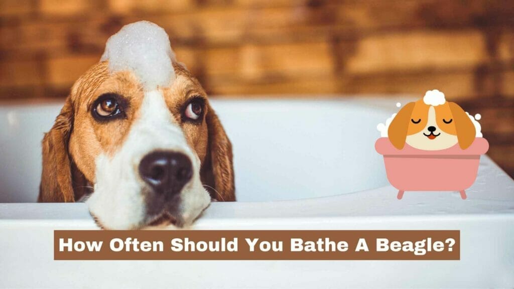 Beagle taking a bathe with shampoo foam in his head. How Often Should You Bathe A Beagle?