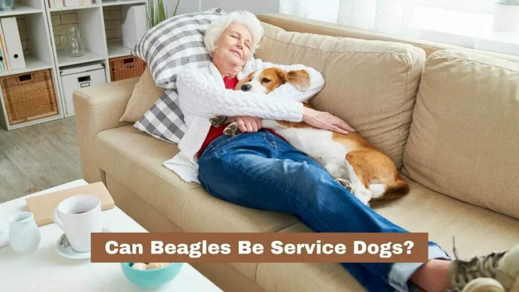 Photo of a senior women with her Beagle service dog. Can Beagles Be Service Dogs?