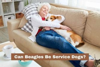 Can Beagles Be Service Dogs