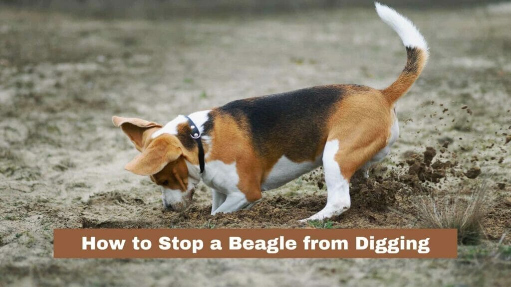 Photo of a Beagle digging in the dirt. How to Stop a Beagle from Digging?