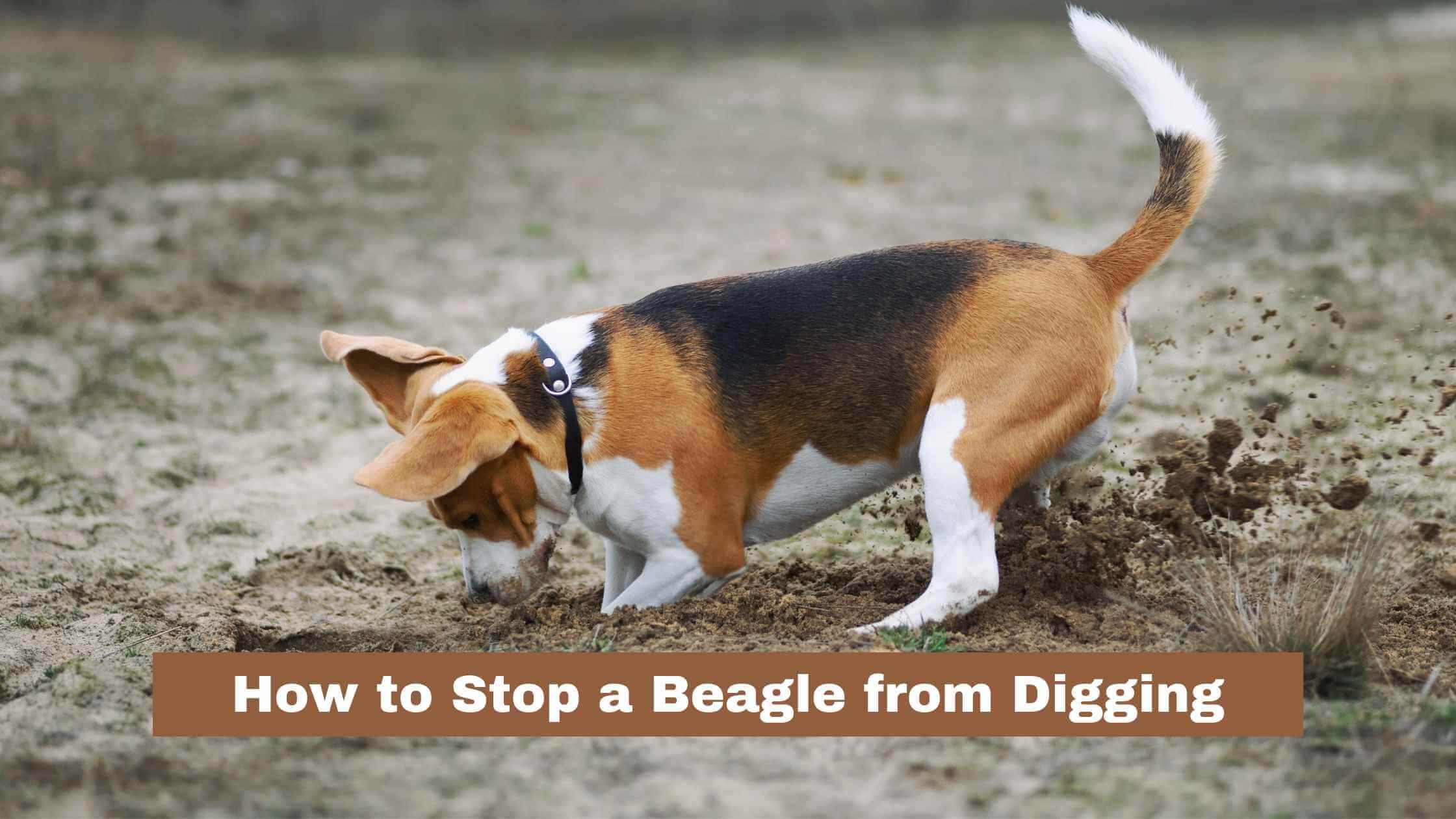 How to Stop a Beagle from Digging? (5 Ways)
