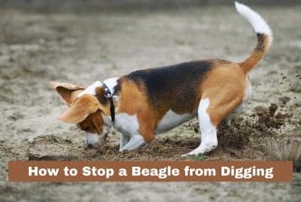 How to stop a Beagle from digging