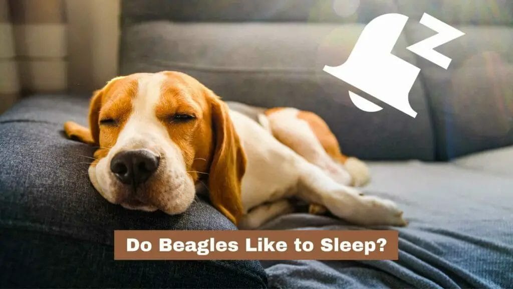 Photo of a Beagle sleeping in the couch. Do Beagles like to sleep?