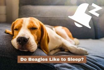 Do Beagles Like to Sleep