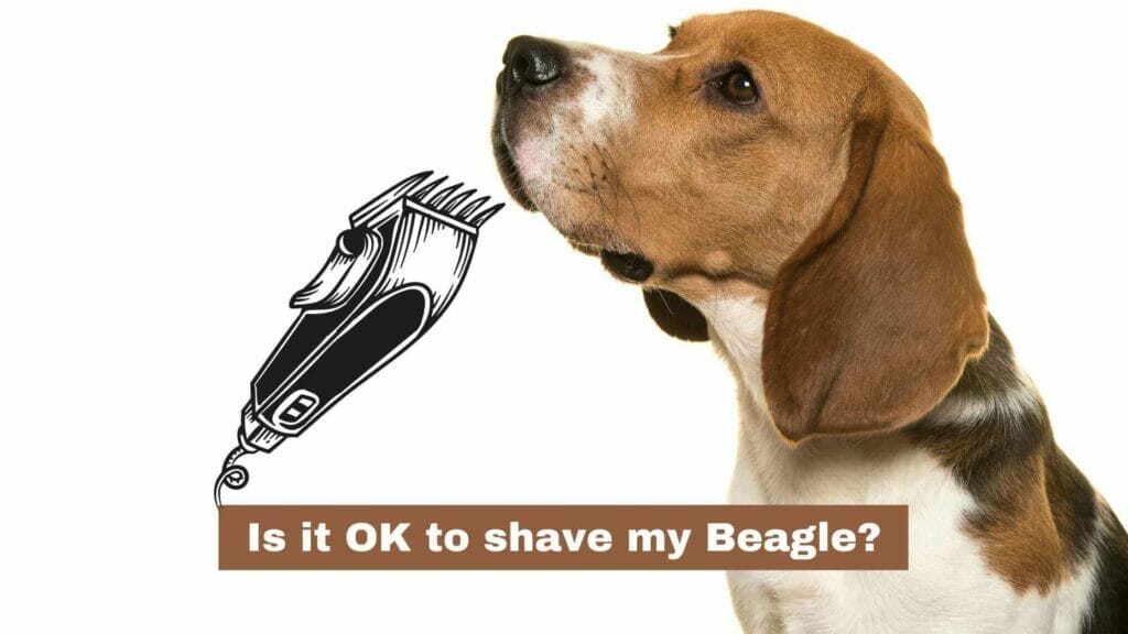 Photo of a Beagle on the left and an hair clipper on the right. Is it OK to shave my Beagle?