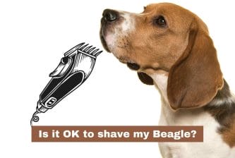 Is it OK to shave my Beagle