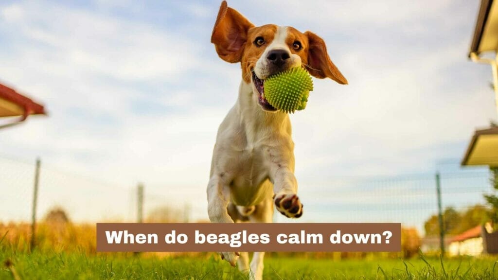 Photo of a hyper beagle jumping with a ball in his mouth. When do beagles calm down?