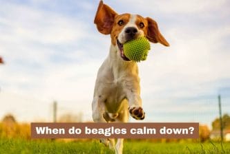When do beagles calm down