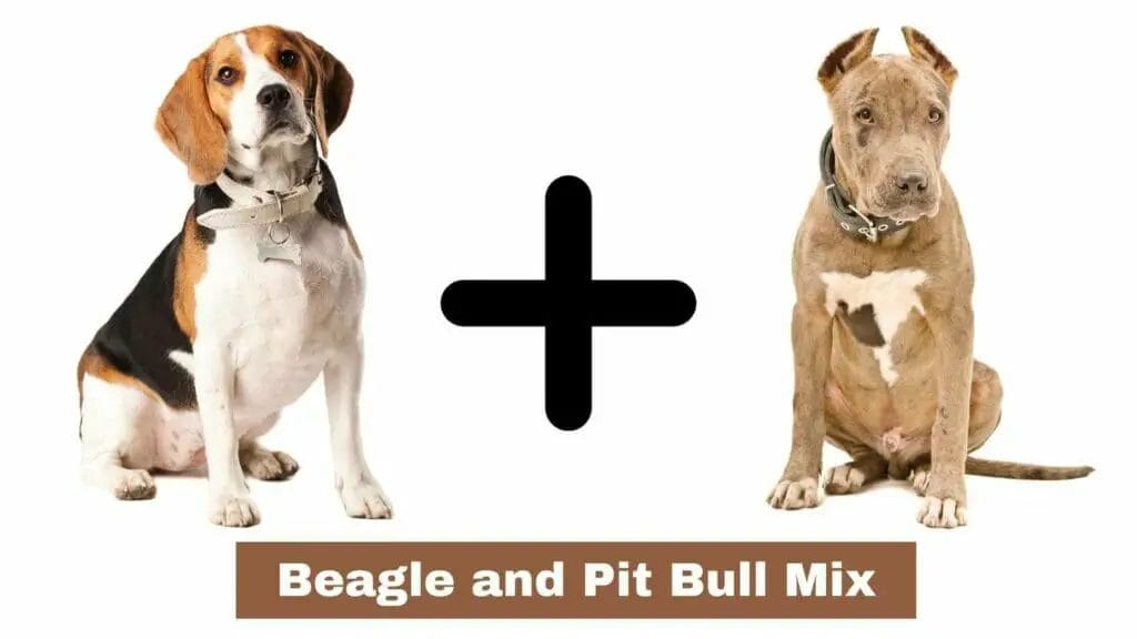 Photo of a Beagle and a Pit bull side by side. Beagle and Pit Bull Mix