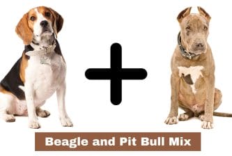 Beagle and Pit Bull Mix