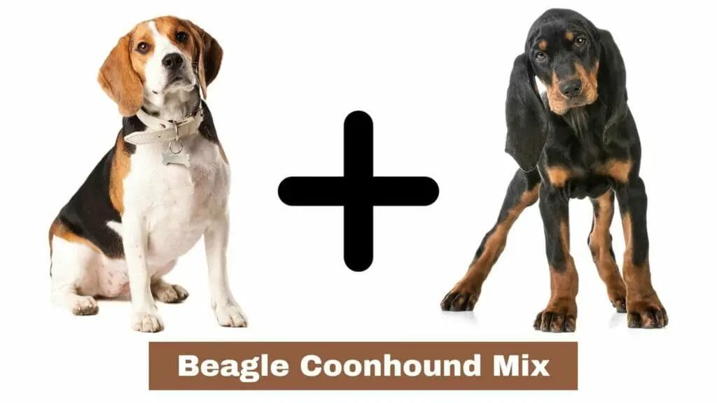 Photo of a Beagle and a Coonhound. Beagle Coonhound Mix