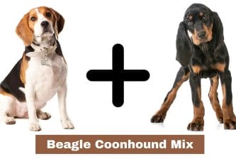 Beagle Coonhound Mix