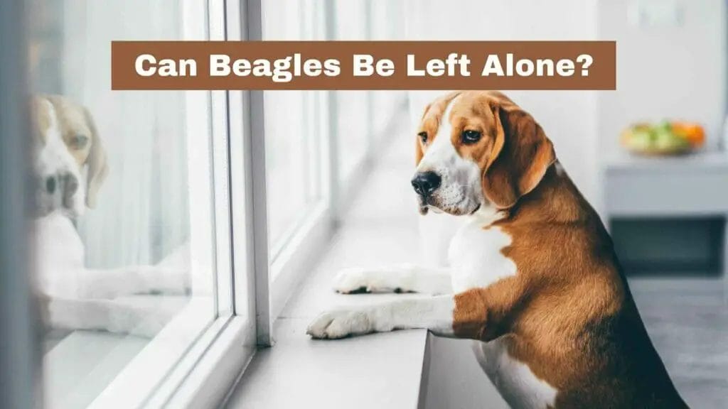 Photo of a Beagle home alone looking through the window waiting for its owners.
Can Beagles Be Left Alone?