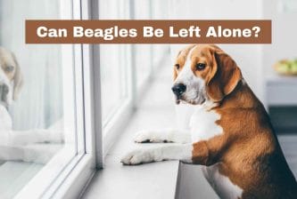 Can Beagles Be Left Alone