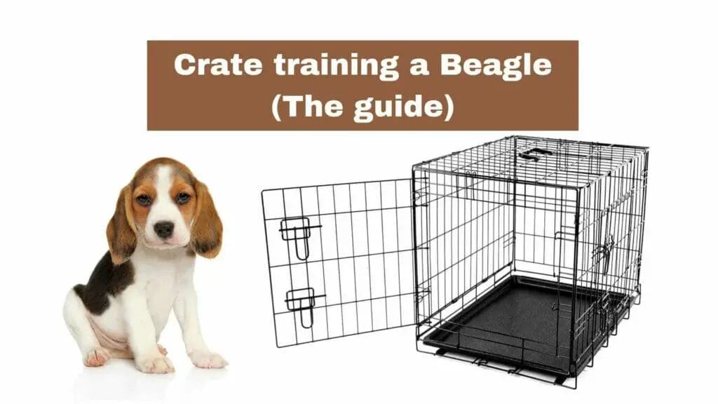 Photo of a Beagle puppy and an empty crate with the door open. Crate training a Beagle.