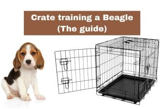 Crate training a Beagle