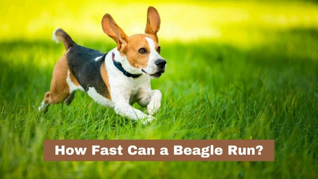 Photo of a Beagle running fast. How Fast Can a Beagle Run?