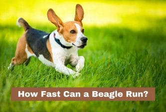 How Fast Can a Beagle Run