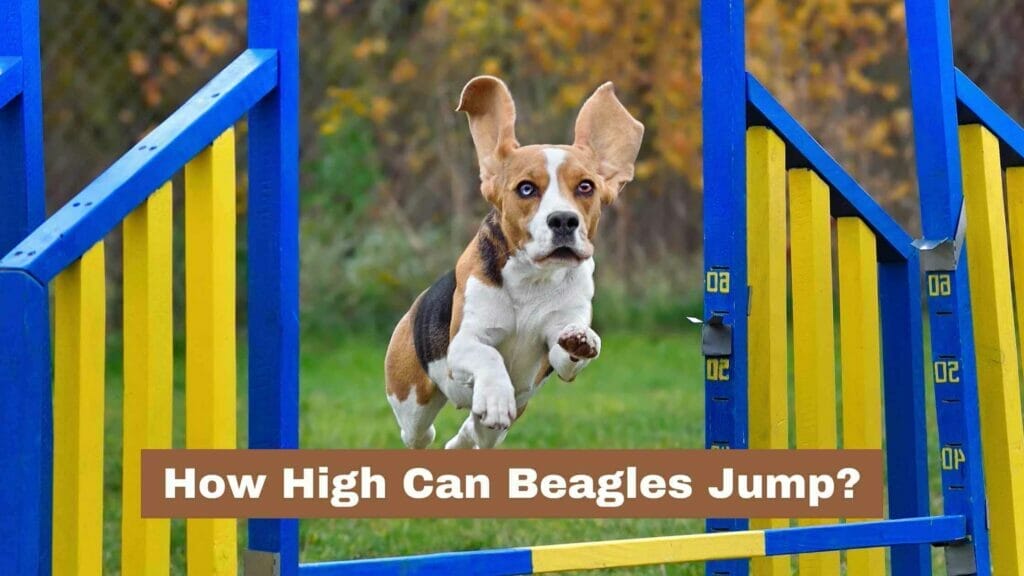 Photo of a Beagle jumping over a bar. How High Can Beagles Jump?