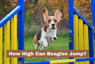 How High Can Beagles Jump