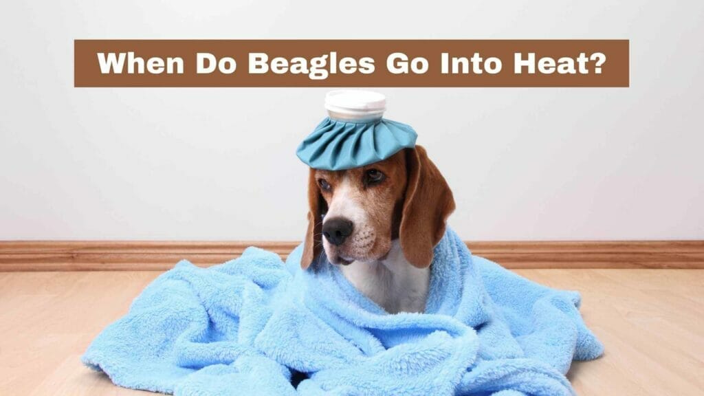 Photo of a Beagle in heat and wrapped in a blue blanket. When Do Beagles Go Into Heat?