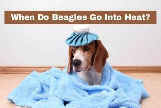 When Do Beagles Go Into Heat