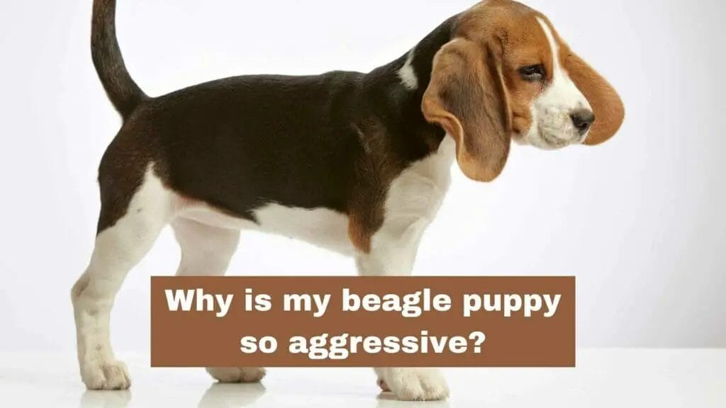 Photo of a Beagle puppy. Why is my beagle puppy so aggressive?
