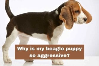 Why is my beagle puppy so aggressive