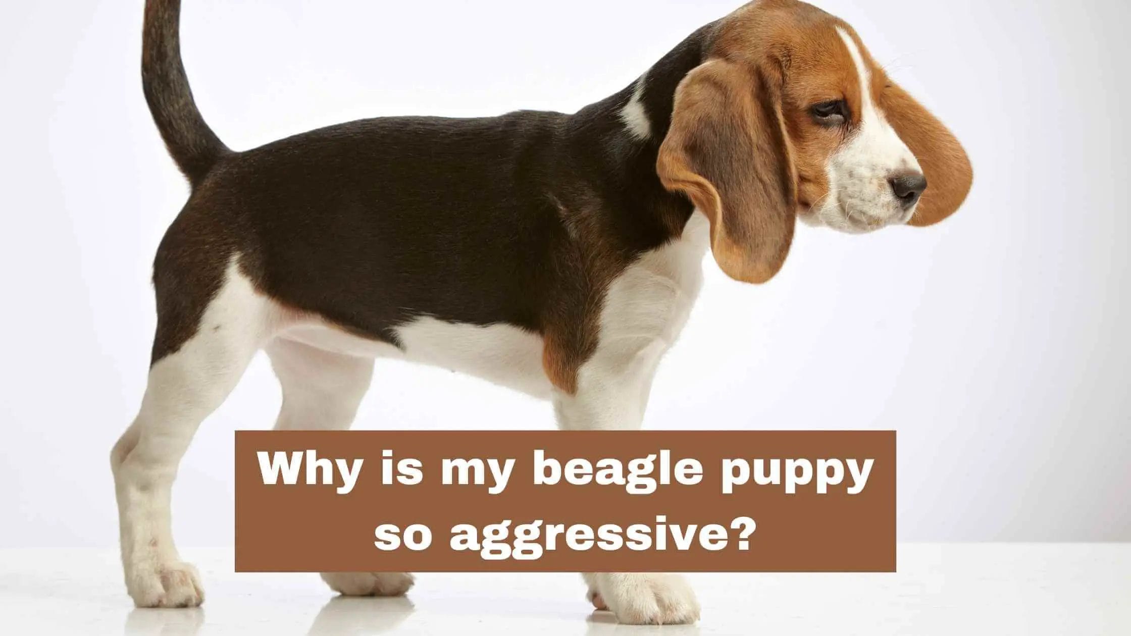Why is my beagle puppy so aggressive