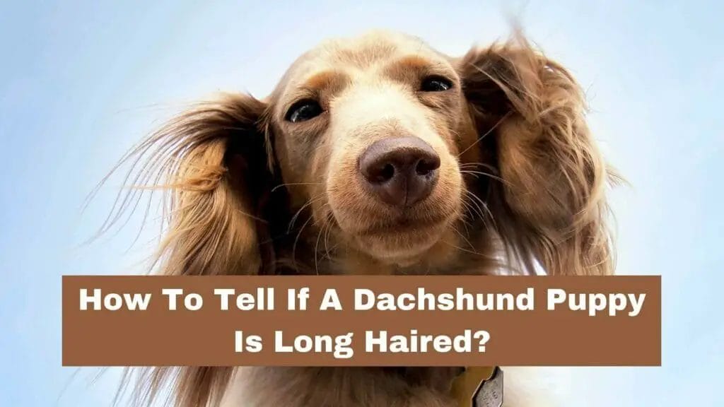 Photo of a long haired Dachshund looking down to the photography with its long haired Dachshund ears. How To Tell If A Dachshund Puppy Is Long Haired?
