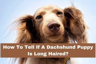 How To Tell If A Dachshund Puppy Is Long Haired