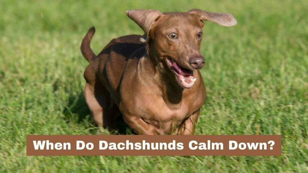Photo of a short haired Dachshund running like crazy. When Do Dachshunds Calm Down?