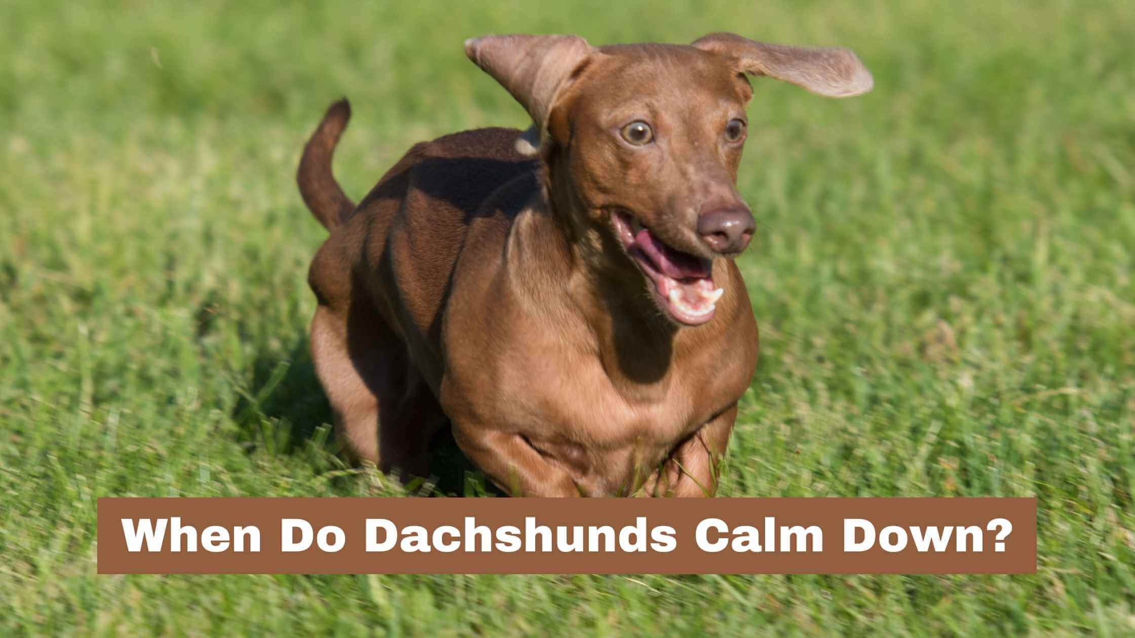 When Do Dachshunds Calm Down?