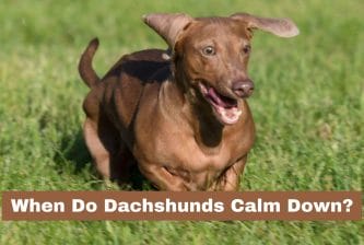 When Do Dachshunds Calm Down