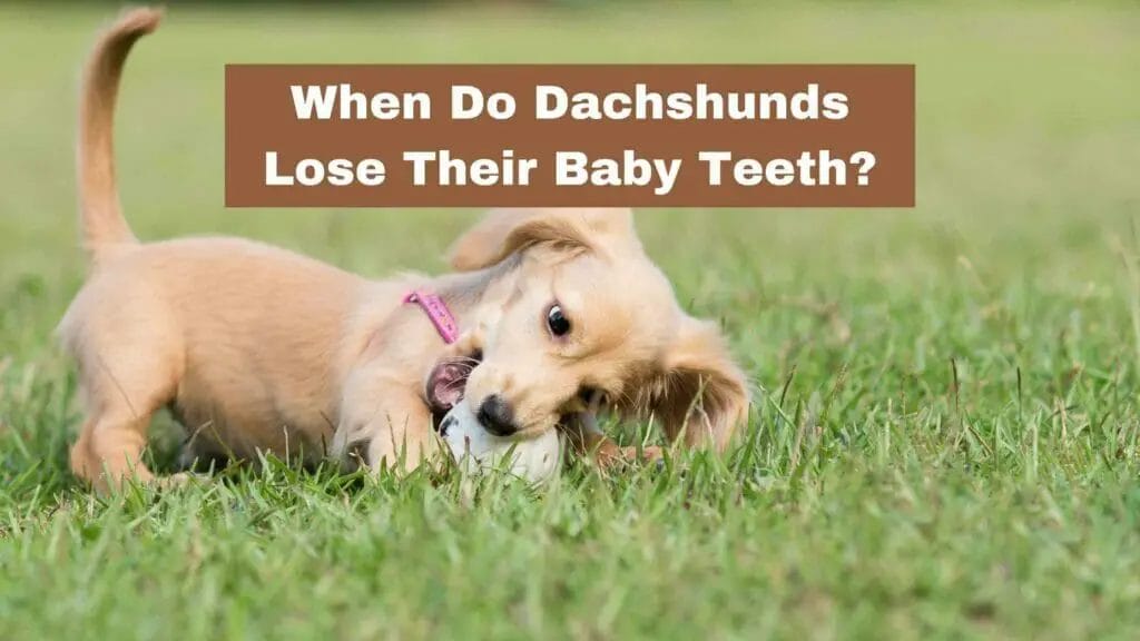 Photo of a puppy Dachshund chewing in a dog toy. When Do Dachshunds Lose Their Baby Teeth?