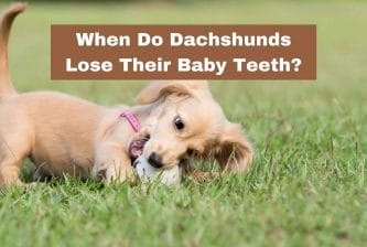 When Do Dachshunds Lose Their Baby Teeth