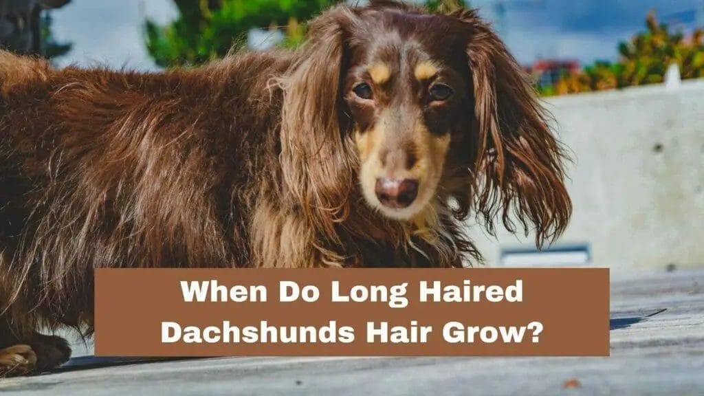 Photo of a long haired Dachshund with brown fur outside in the sun. When Do Long Haired Dachshunds Hair Grow?