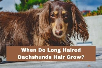 When Do Long Haired Dachshunds Hair Grow
