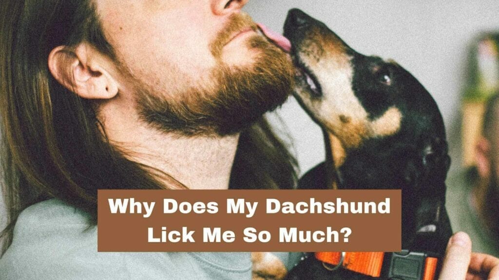 Photo of a Dachshund licking his owner's face. Why Does My Dachshund Lick Me So Much?