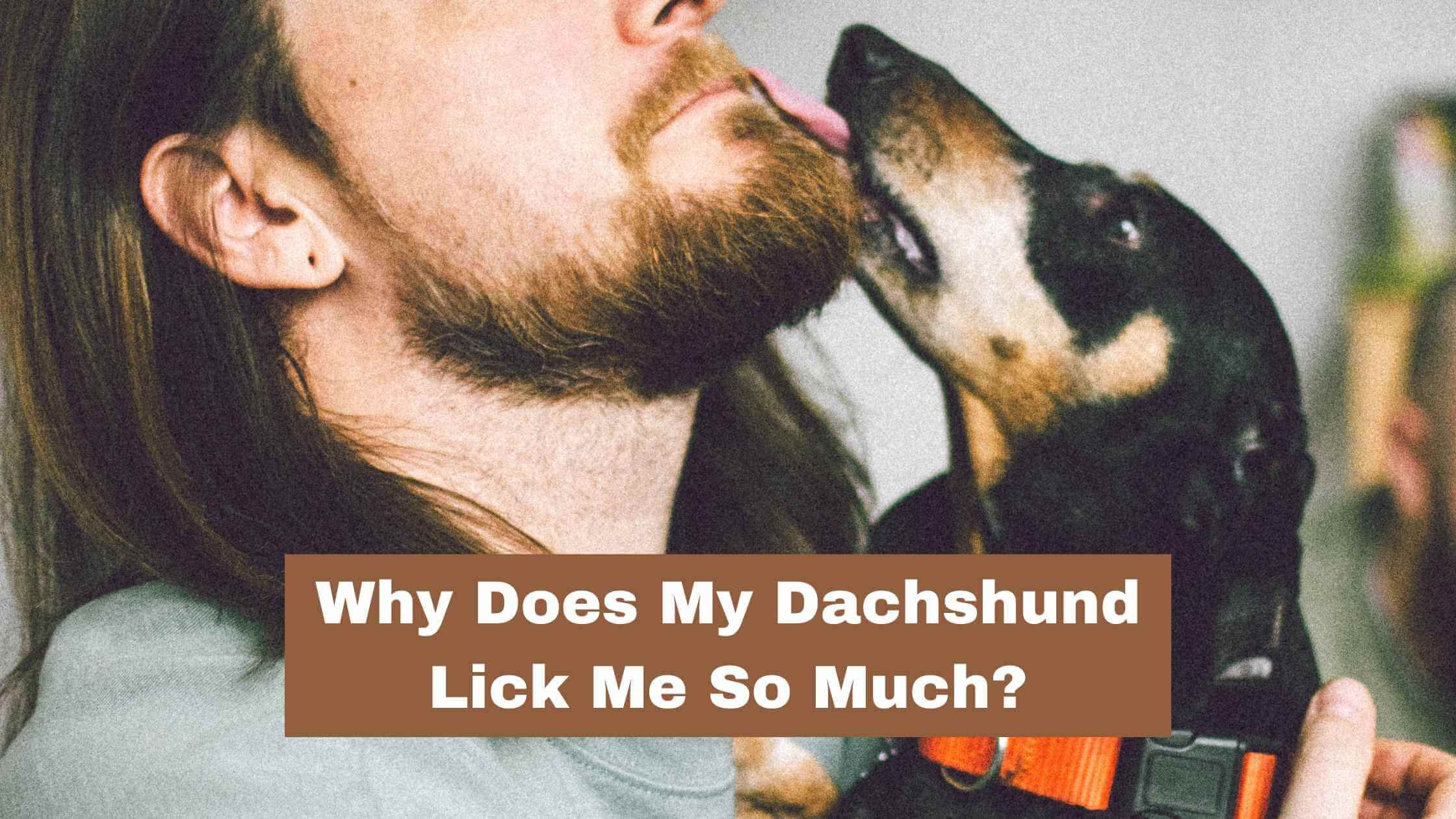 why do dachshunds like to lick