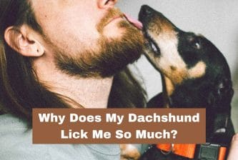 Why Does My Dachshund Lick Me So Much