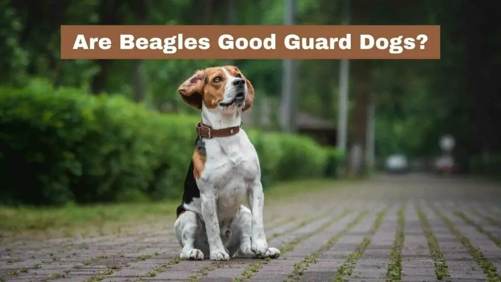 Photo of a BEagle guarding his home's backyard. Are Beagles Good Guard Dogs?