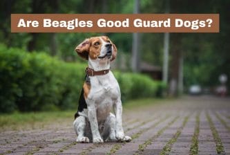 Are Beagles Good Guard Dogs