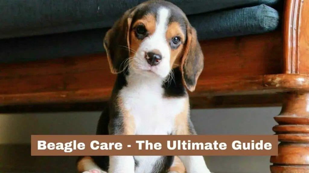 Photo of a Beagle puppy. Beagle care guide